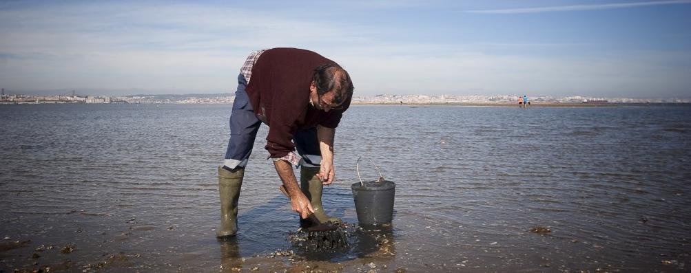 Apanha de bivalves mantém-se apesar de estar proibida