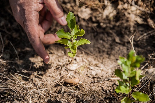 Voluntários da Corticeira Amorim plantam cerca de 2.500 árvores autóctones Voluntários da Corticeira Amorim plantam cerca de 2.500 árvores autóctones