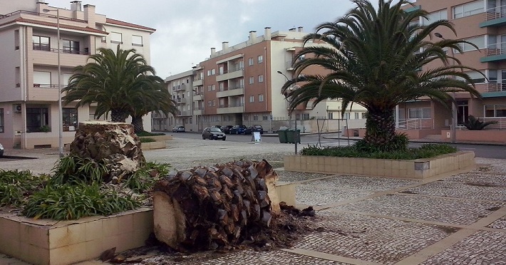 Corte de árvores em vários pontos da cidade Corte de árvores em vários pontos da cidade