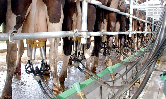 Válega: Estudo revela prejuízos na produção de leite