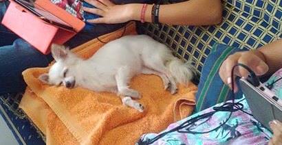 Alerta para envenenamento de animais na Cova do Frade Alerta para envenenamento de animais na Cova do Frade