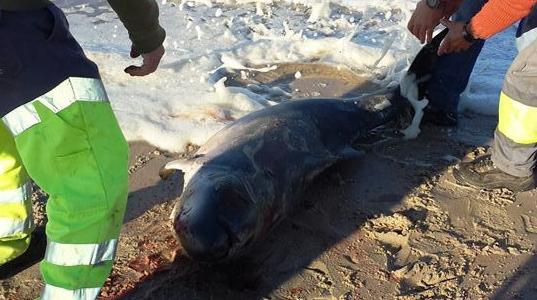 Cachalote-pigmeu salvo na Praia dos Marretas