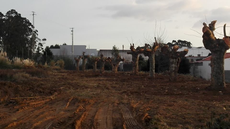 Câmara nega abate de árvores em Cortegaça Câmara nega abate de árvores em Cortegaça