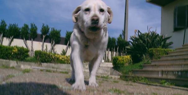 Sete anos depois, encontrada em Ovar cadela que desapareceu em Gaia Sete anos depois, encontrada em Ovar cadela que desapareceu em Gaia