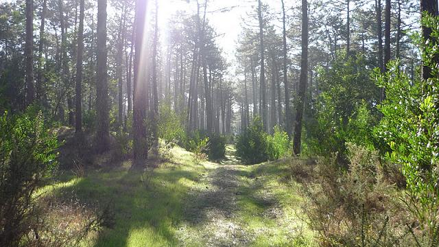Dunas de Ovar apresentadas como um exemplo de limpeza florestal