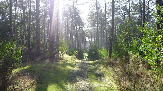 GNR realiza Campanha Floresta Segura 2023