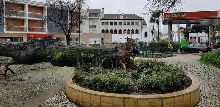 Mau tempo: Árvore tombou no jardim do Cáster Mau tempo: Árvore tombou no jardim do Cáster