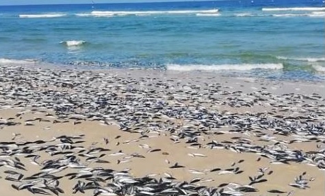 Toneladas de peixes mortos deram à praia de Cortegaça Toneladas de peixes mortos deram à praia de Cortegaça