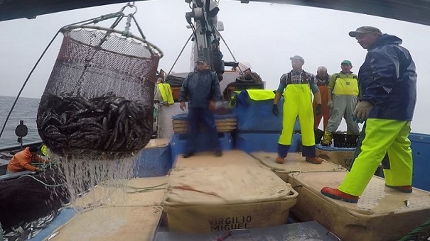 Redução da pesca da sardinha avança Redução da pesca da sardinha avança