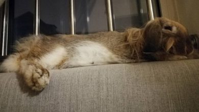 Ter animais de estimação na China? Super conveniente até nas férias! (Parte I)