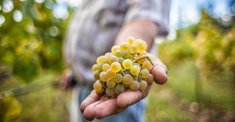 Pedro Lopes mostra como o vinho fica bem na fotografia Pedro Lopes mostra como o vinho fica bem na fotografia
