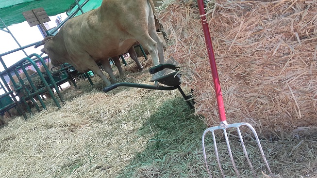 Válega: Explorações agrícolas em risco por falta de licenciamento Válega: Explorações agrícolas em risco por falta de licenciamento