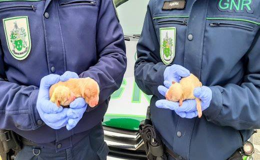 Mulher identificada por maus tratos a animais Mulher identificada por maus tratos a animais