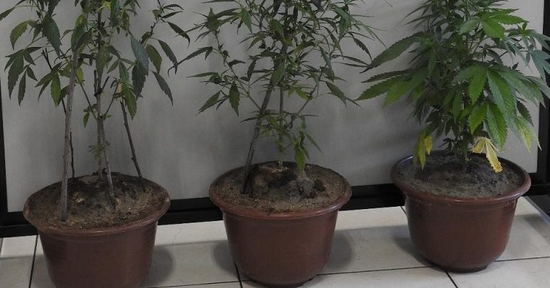 Tinha cannabis plantado em vasos na varanda Tinha cannabis plantado em vasos na varanda