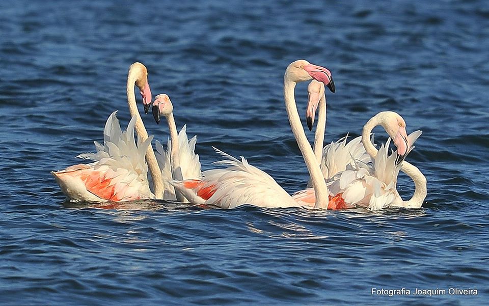 Dia Nacional das Aves Migratórios - Os Verdes