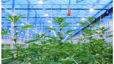 O cultivo de CBD e cânhamo em Portugal: Leis e progressos