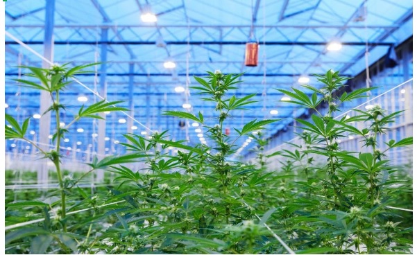 O cultivo de CBD e cânhamo em Portugal: Leis e progressos O cultivo de CBD e cânhamo em Portugal: Leis e progressos