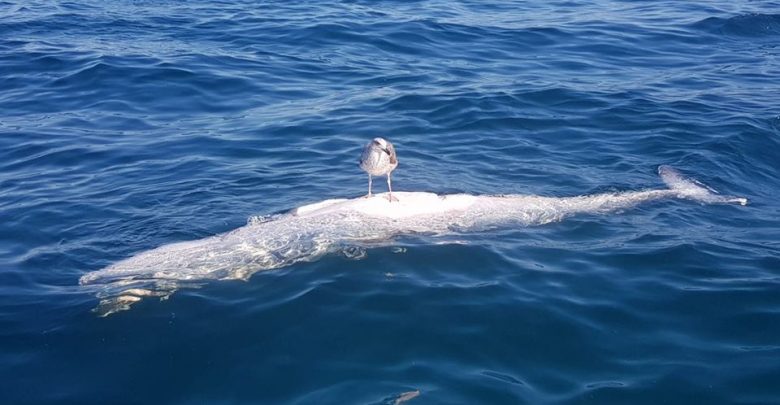 Cetáceo morto com oito metros à deriva na costa Cetáceo morto com oito metros à deriva na costa