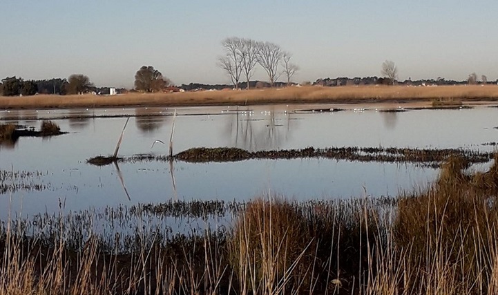 Água salgada invadiu terrenos de cultivo na Marinha