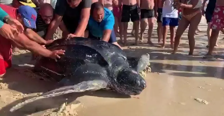 Torreira: Pescadores devolvem tartaruga gigante ao mar (vídeo) Torreira: Pescadores devolvem tartaruga gigante ao mar (vídeo)