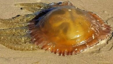 Alerta de medusas na costa vareira