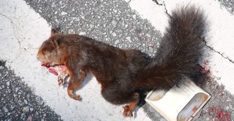 Ambientalistas lamentam atropelamento mortal de esquilo na EN327 Ambientalistas lamentam atropelamento mortal de esquilo na EN327