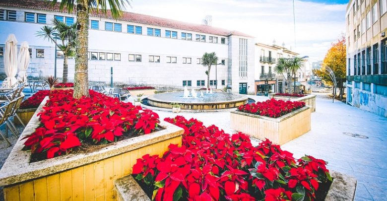 São João da Madeira decorada com estrelas-do-natal São João da Madeira decorada com estrelas-do-natal