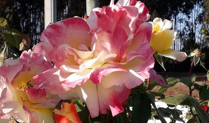 O caminho do mutualismo para a igualdade de género