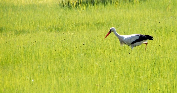 ObservaRia - BirdWatching Fair regressa ao formato normal