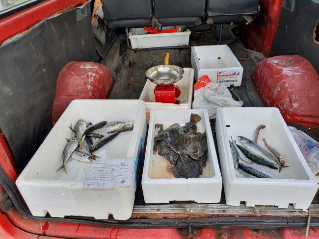 Alterações no tamanho das espécies podem ter impacto significativo