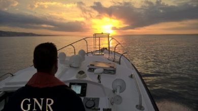 Quase uma tonelada de pescada branca apreendida pela GNR