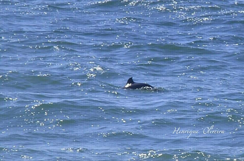 Grupo de golfinhos recria-se no Furadouro (c/vídeo)