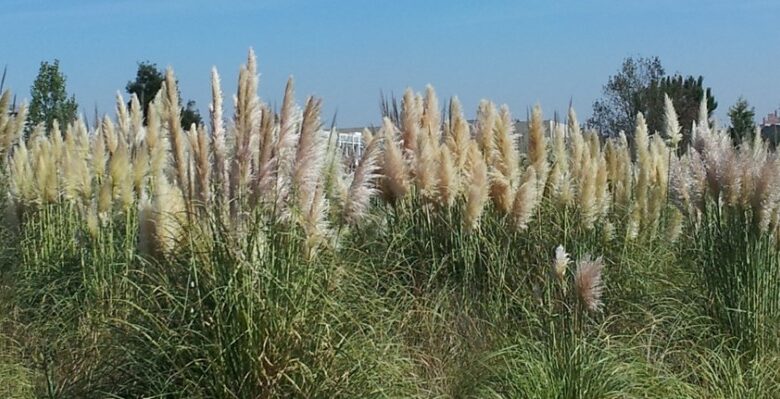 Erva-das-pampas preocupa agricultores da Marinha e Ribeira de Ovar Erva-das-pampas preocupa agricultores da Marinha e Ribeira de Ovar