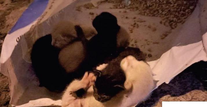Homem detido por atirar gatinhos ao lixo Homem detido por atirar gatinhos ao lixo