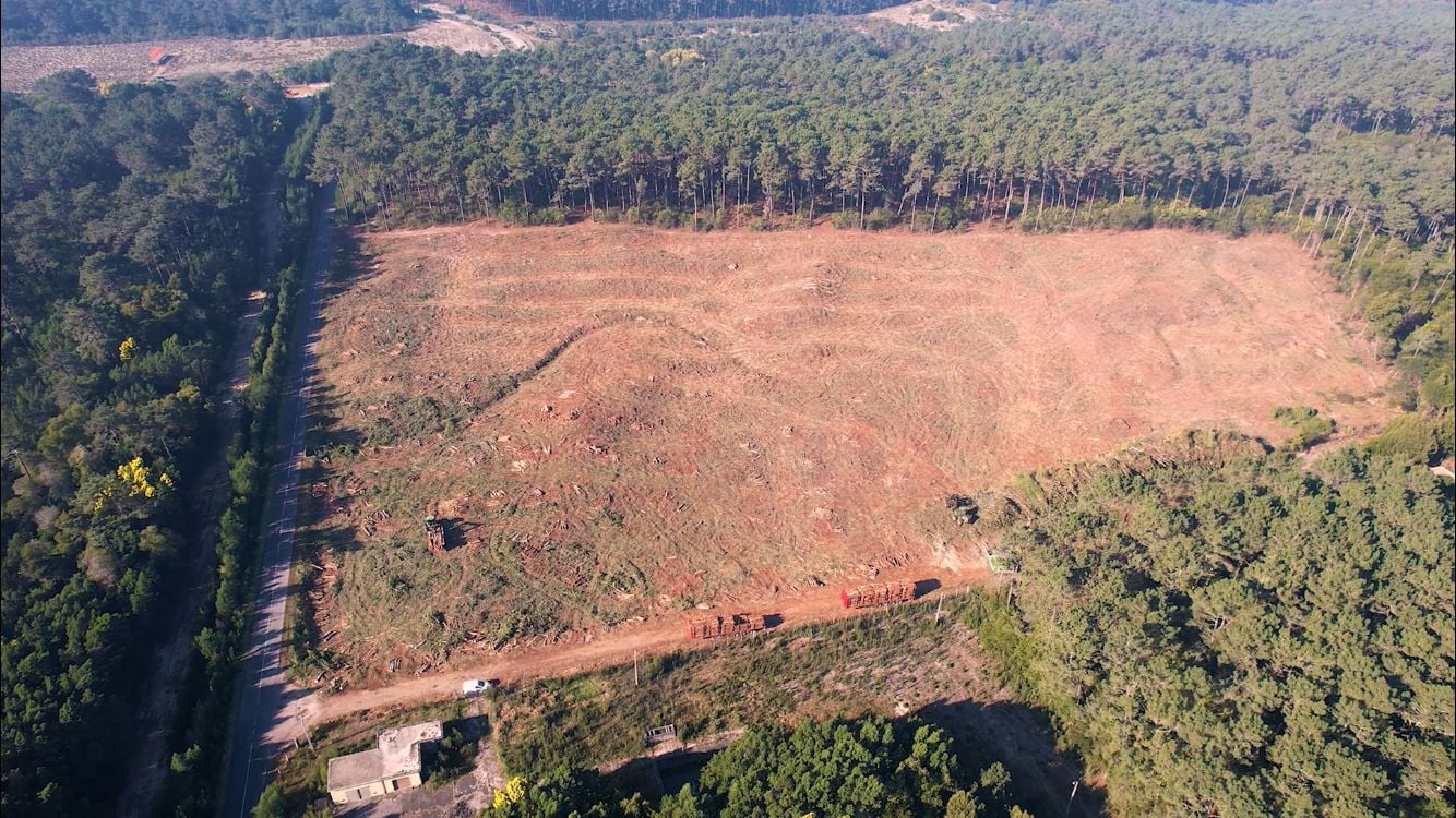 Assembleia da República contra resinagem e morte dos pinheiros de Ovar