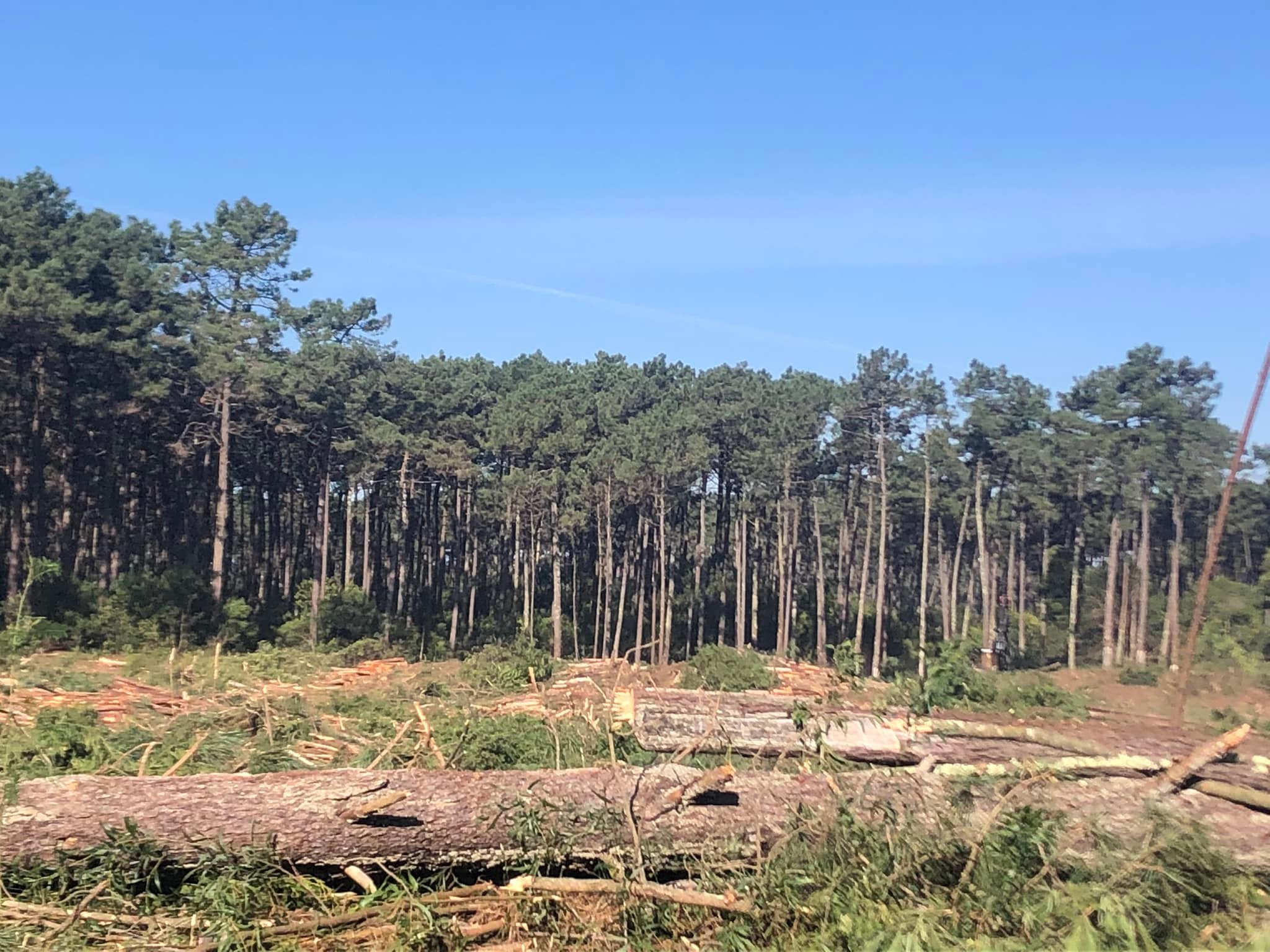 Chega defende manutenção e valorização do perímetro florestal das dunas de Ovar