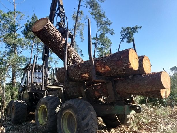 Empresa em risco de parar por não poder cortar 300 mil euros de pinhal