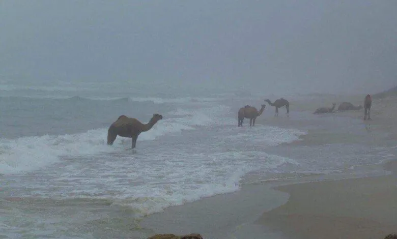 Camelos percorreram a praia do Furadouro carregados de louça Camelos percorreram a praia do Furadouro carregados de louça