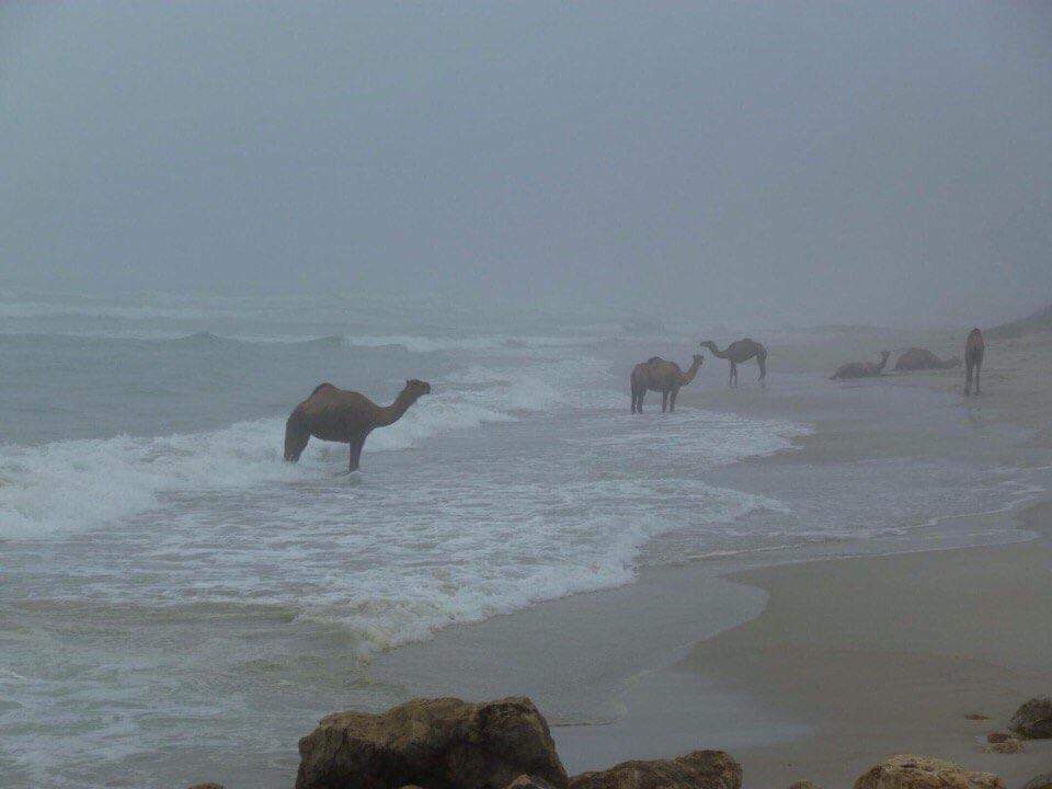 Camelos percorreram a praia do Furadouro carregados de louça