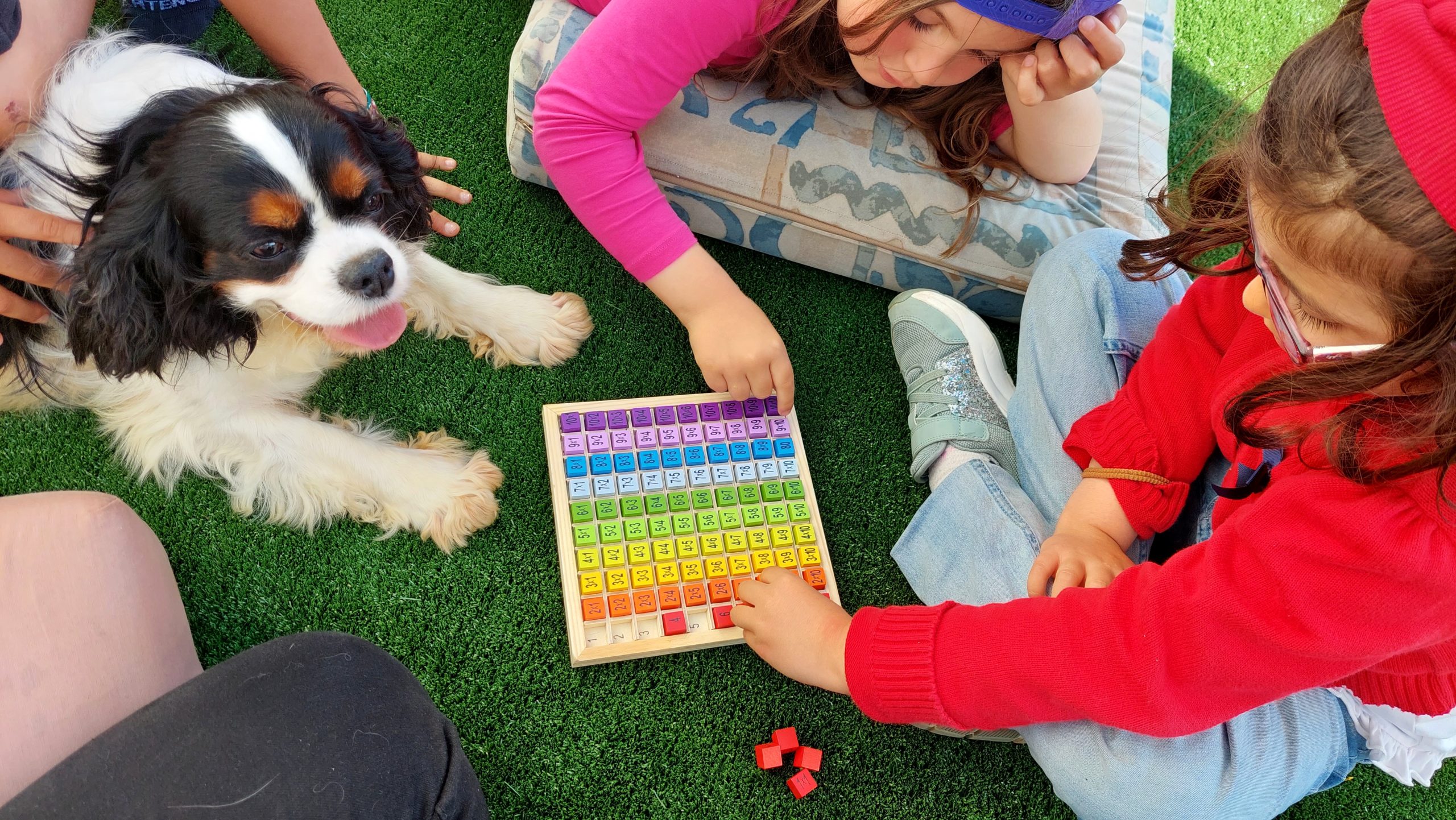 Cães da "Terra D'Anjos" estimulam desenvolvimento das crianças