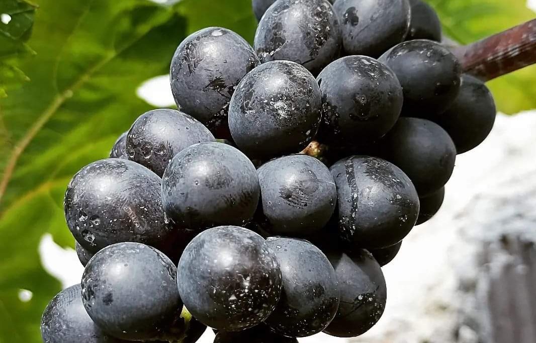 Mártires do corte das videiras tombaram há 83 anos