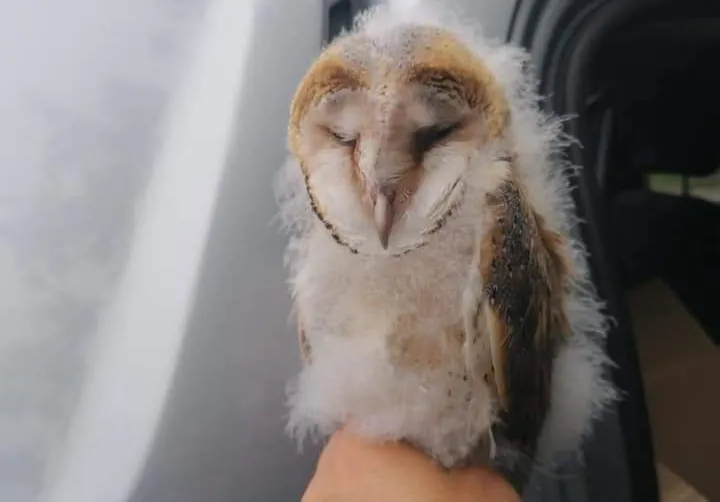 Maceda: GNR resgata coruja "Tyto Alba"