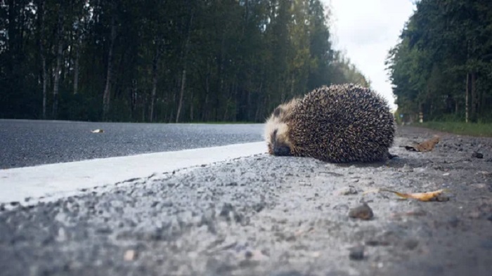 Por favor, tenha cuidado na estrada para não atropelar os nossos amigos ouriços