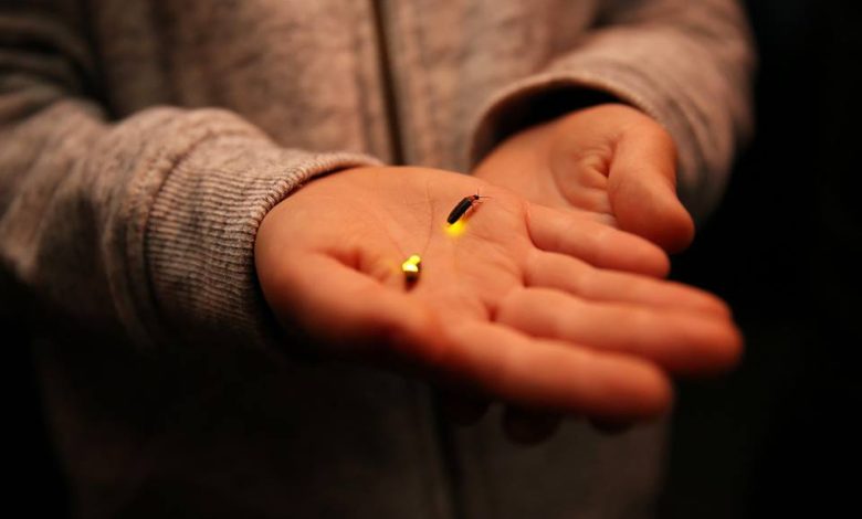 Todos querem ver a “Magia dos Pirilampos” Todos querem ver a “Magia dos Pirilampos”