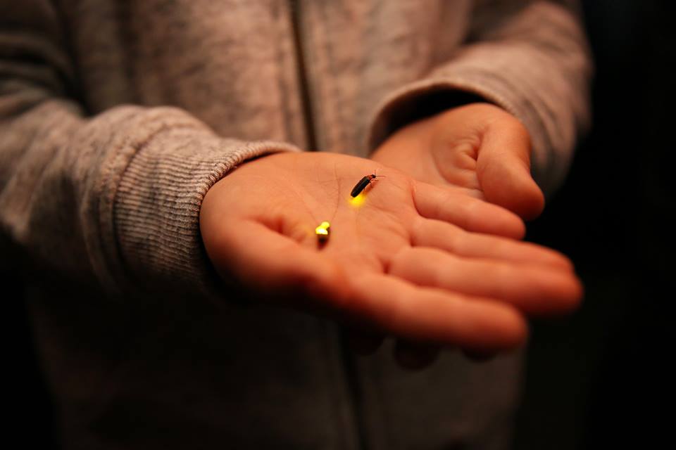 Todos querem ver a "Magia dos Pirilampos"