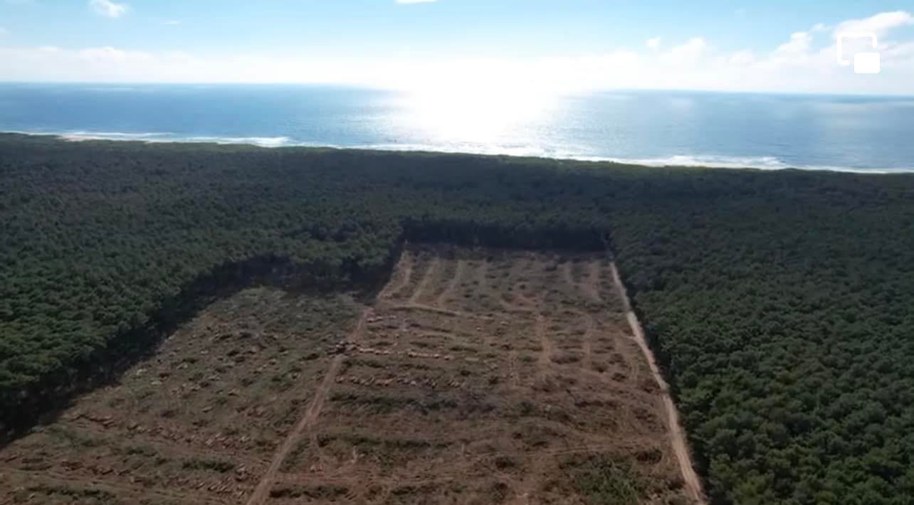 Vídeo mostra dimensão do abate do talhão 74