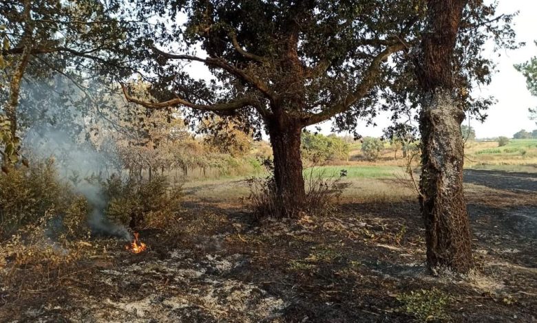 Incêndio de Estarreja deixou rasto desolador Incêndio de Estarreja deixou rasto desolador