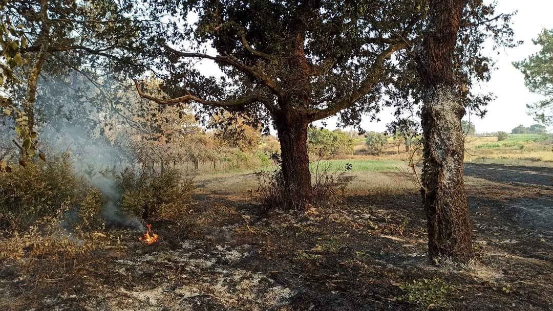 Incêndio de Estarreja deixou rasto desolador