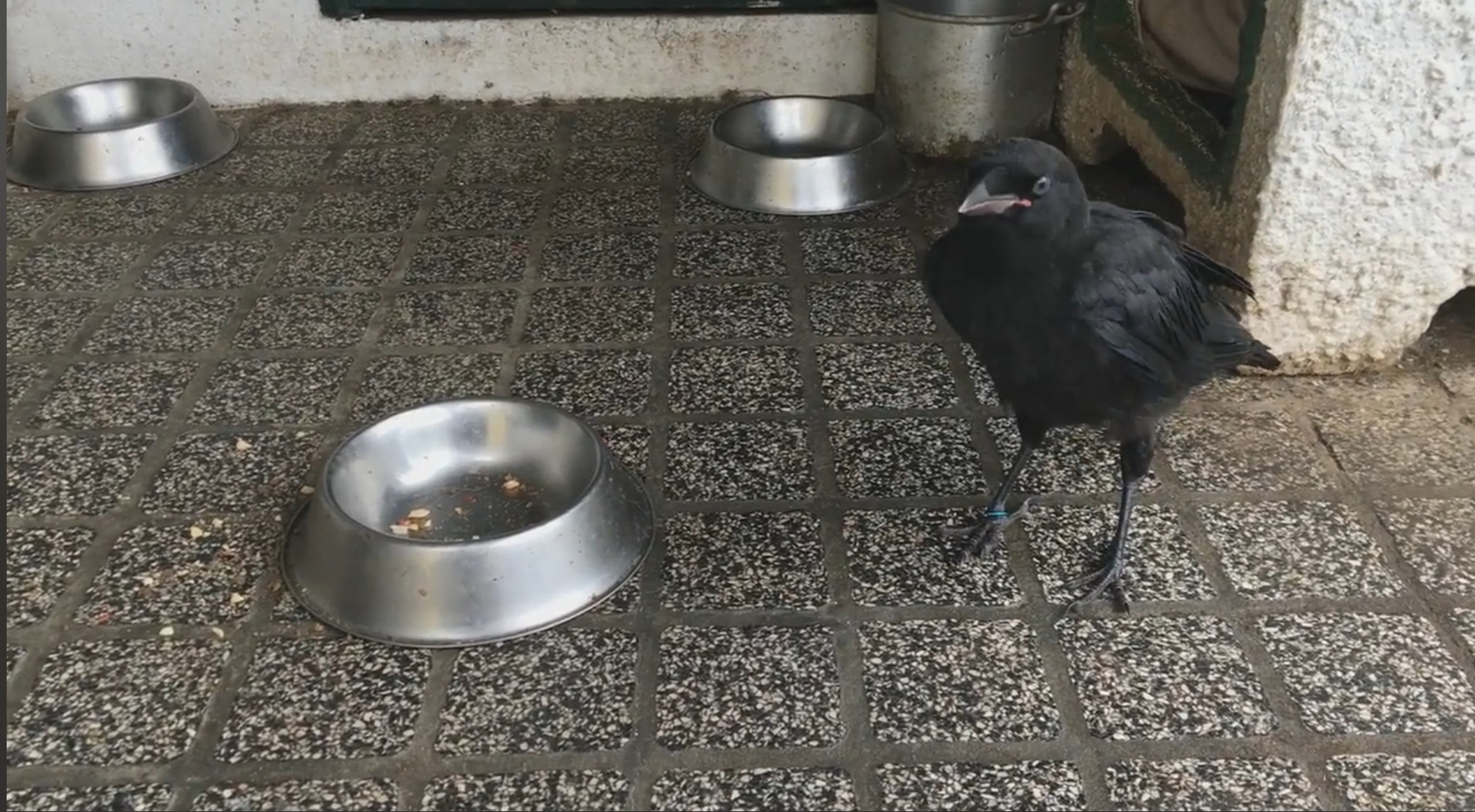 Olaf, a gralha que foi