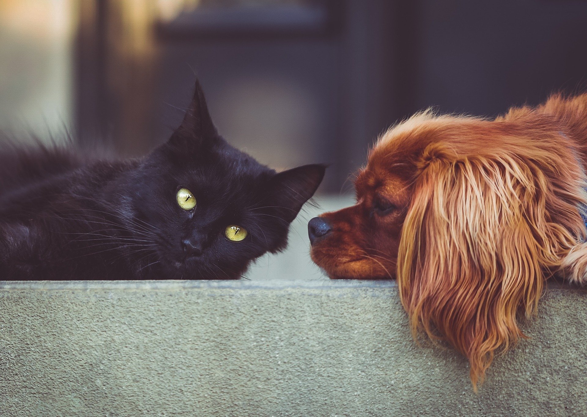 Doença cardíaca é uma das principais causas de doença e morte em cães e gatos